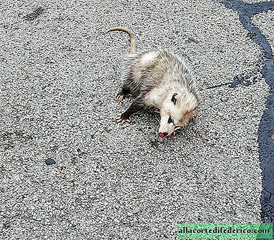 Uma mulher descobriu um gambá na estrada e decidiu que o animal estava morto, mas ...