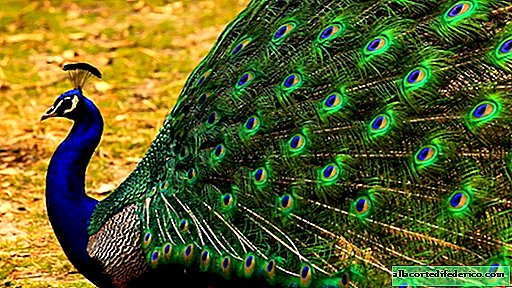 Victims of beauty: do peacocks fly well with such a long and heavy tail