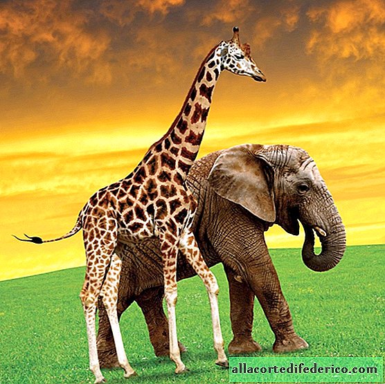 The giraffe is big, it’s more difficult for him: how to provide brain nutrition at six meters height