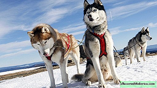Siberians were the first to breed dog breeds