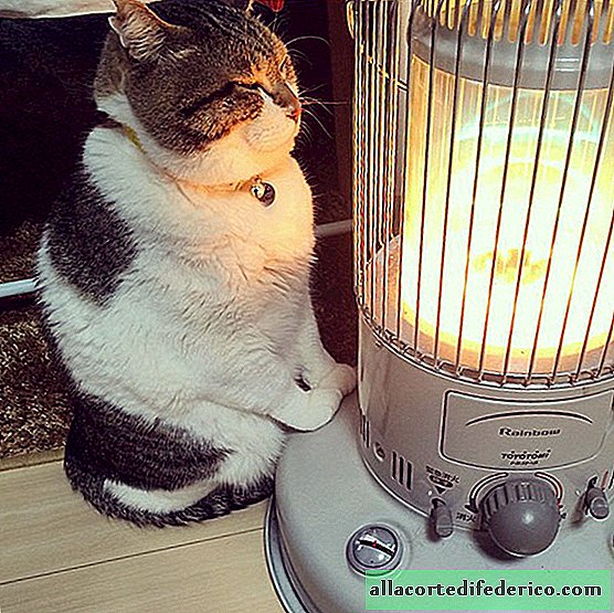 El invierno no se suelta: fotos hilarantes de un gato enamorado de un calentador