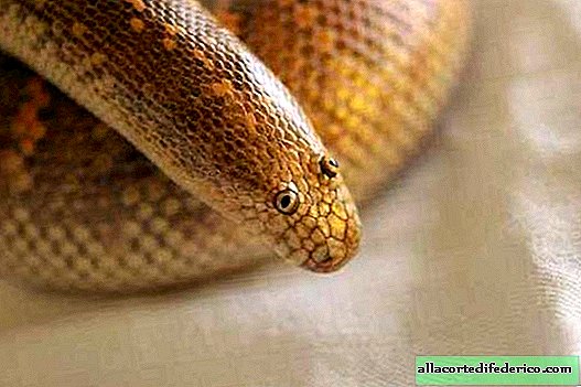 Een slang die er zo raar uitziet dat hij het meest belachelijke dier wordt genoemd