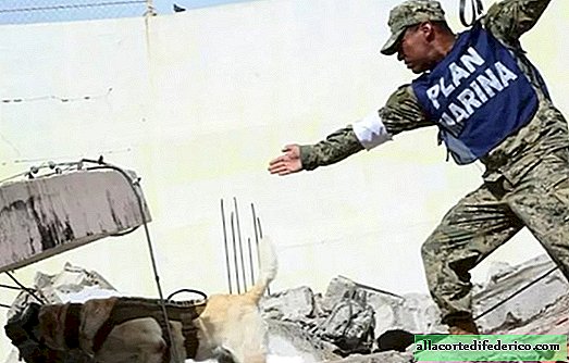 كلب الانقاذ الشهير الذي يساعد ضحايا الزلزال في المكسيك
