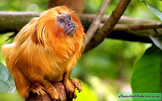 Golden lion tamarin: a very rare primate that can disappear forever