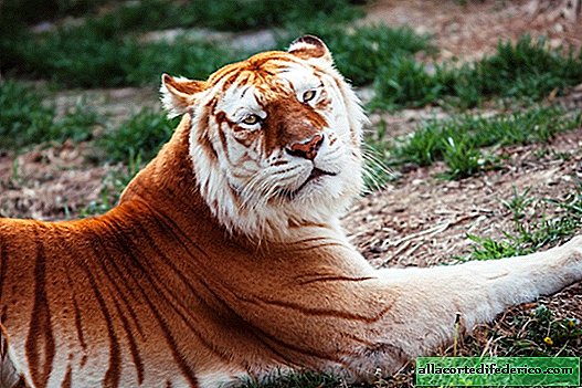 Tigre d'or: comment les tigres les plus rares sont apparus sur la planète